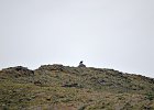 Monniksgier (cinereous vulture) Aegypius monachus - Hustai Nuruu 09-08-2016 (1)